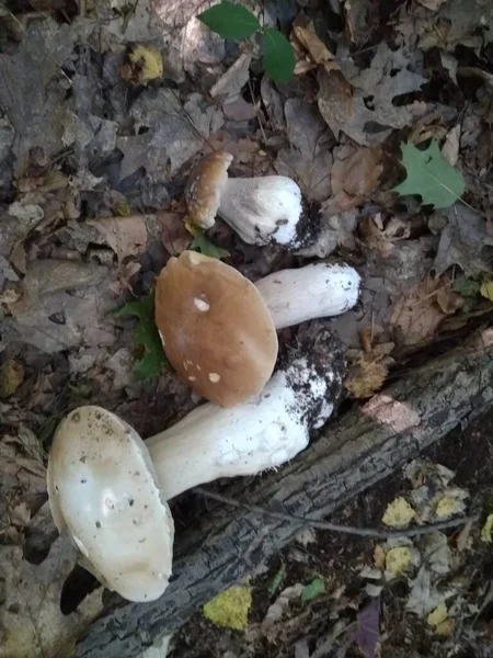 Mushrooms Cut Woods Mushroom Boletus Edilus Popular White Boletus Mushrooms — Stock Photo, Image