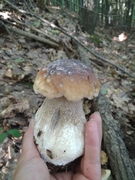 Funghi Tagliati Nel Bosco Fungo Boletus Edilus Funghi Bianchi Popolari — Foto Stock