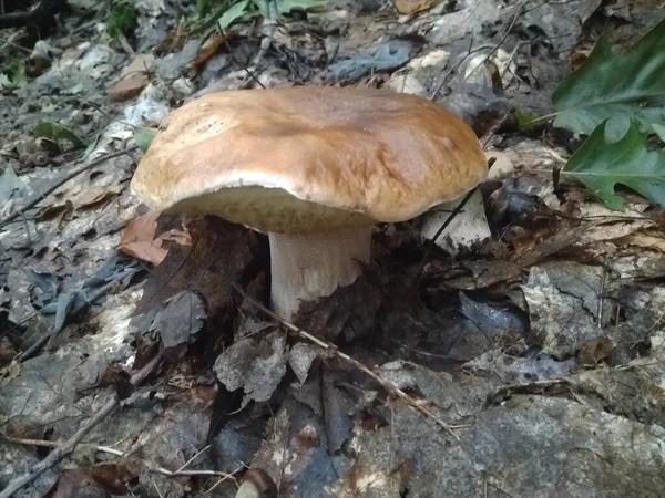 Ormanda Kesilmiş Mantarlar Mantar Boletus Edilus Ormanda Popüler Beyaz Mantarlar — Stok fotoğraf