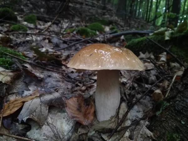 Paddenstoelen Gekapt Het Bos Paddenstoel Boletus Edilus Populaire Witte Boletus — Stockfoto