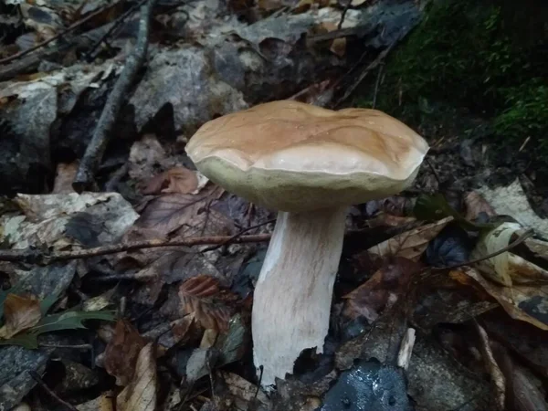 Ormanda Kesilmiş Mantarlar Mantar Boletus Edilus Ormanda Popüler Beyaz Mantarlar — Stok fotoğraf