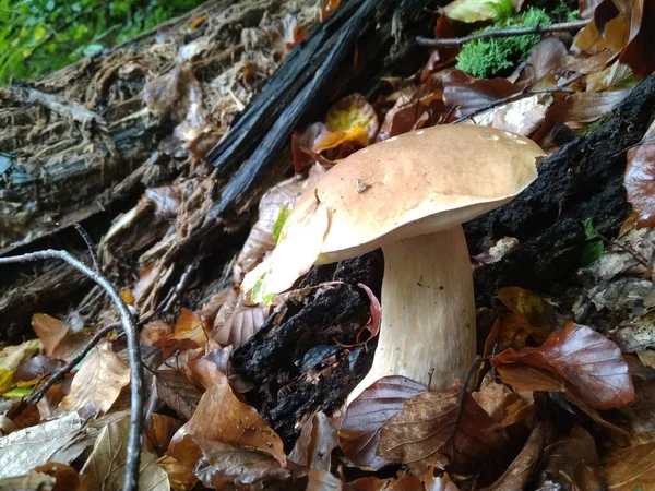 Grzyby Krojone Lesie Boletus Edilus Grzybowy Popularne Białe Grzyby Boletus — Zdjęcie stockowe