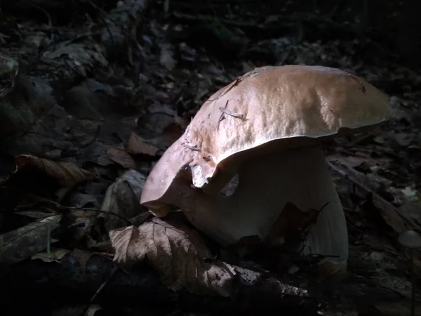 キノコは森の中でカット キノコ ボレトス エディルス 森の中で人気の白いボレトスキノコ — ストック写真
