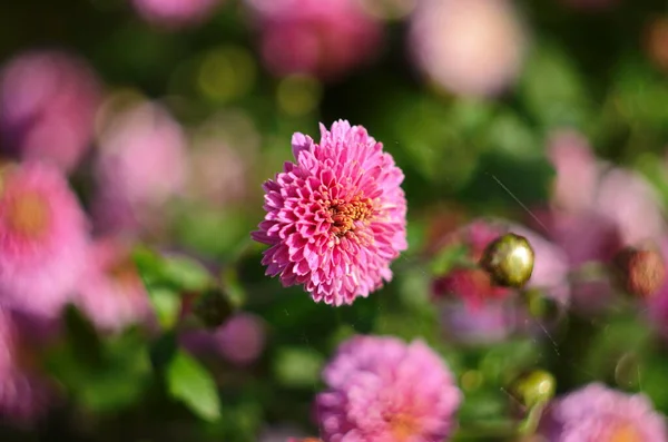 Hermosa Crisantemo Flores Color Rosa Jardín — Foto de Stock