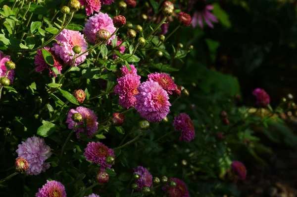 Hermosa Crisantemo Flores Color Rosa Jardín — Foto de Stock