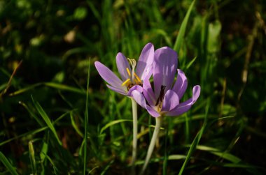 Çayırdaki zehirli Colchicum türlerinin pembe çiçek tomurcukları.
