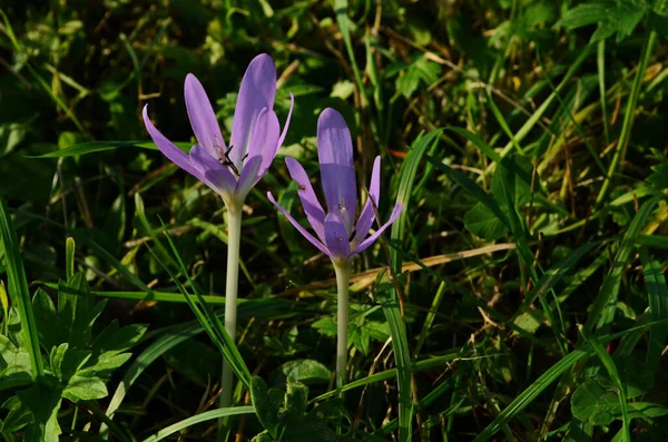 Brotes Flores Rosadas Especies Venenosas Colchicum Prado Cerca —  Fotos de Stock