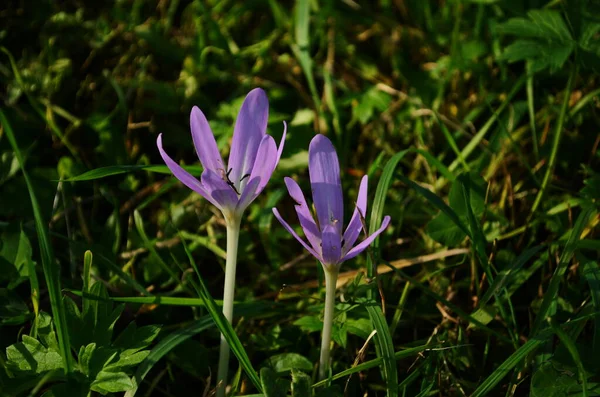 Brotes Flores Rosadas Especies Venenosas Colchicum Prado Cerca —  Fotos de Stock