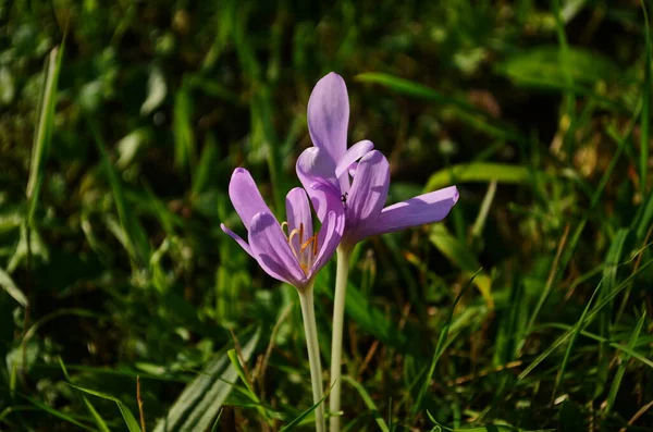 Brotes Flores Rosadas Especies Venenosas Colchicum Prado Cerca —  Fotos de Stock