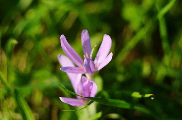 Brotes Flores Rosadas Especies Venenosas Colchicum Prado Cerca —  Fotos de Stock