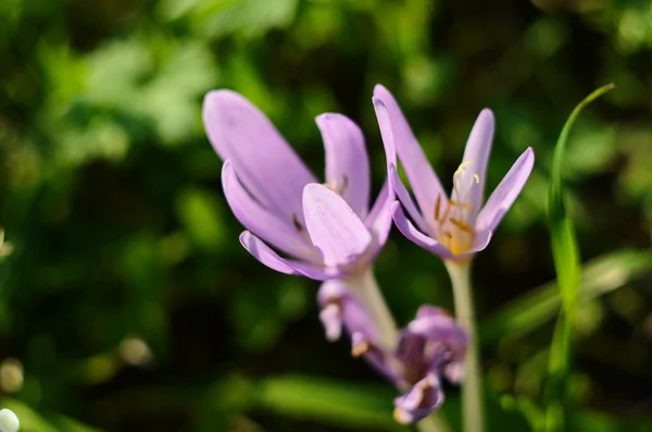 Brotes Flores Rosadas Especies Venenosas Colchicum Prado Cerca —  Fotos de Stock