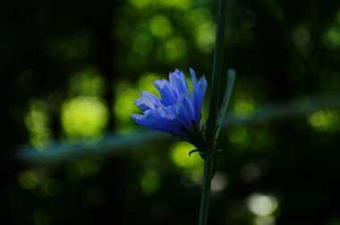 Yaz manzarasının arka planında parlak hindiba çiçekleri.