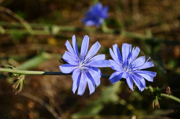 Яскраві Квіти Цикорію Тлі Літнього Пейзажу — стокове фото