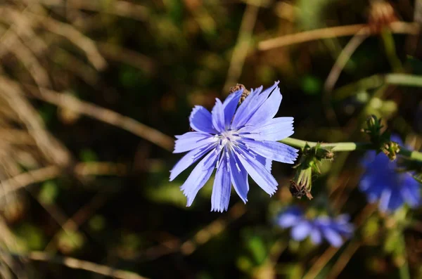 Fleurs Lumineuses Chicorée Sur Fond Paysage Estival — Photo