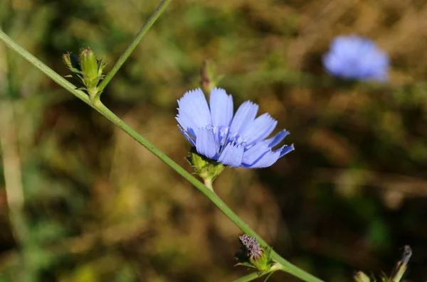 Flores Brilhantes Chicória Fundo Paisagem Verão — Fotografia de Stock