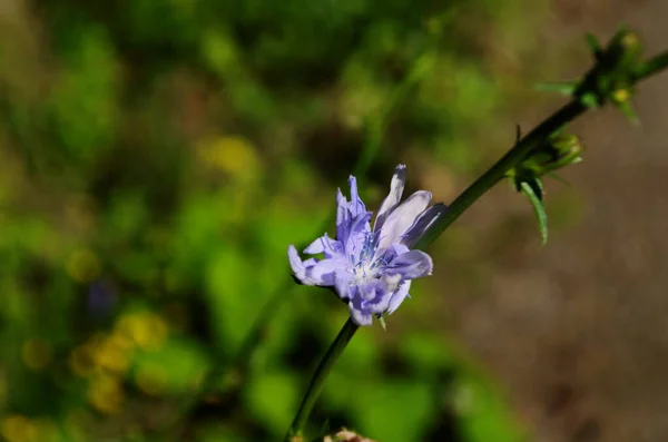Яскраві Квіти Цикорію Тлі Літнього Пейзажу — стокове фото