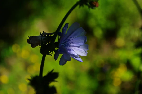 Fleurs Lumineuses Chicorée Sur Fond Paysage Estival — Photo