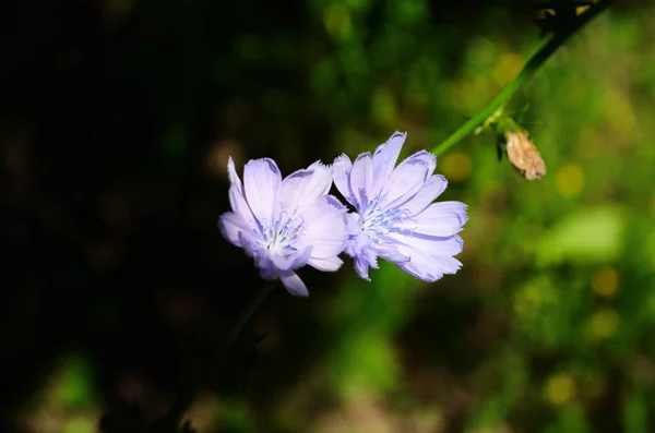 Yaz Manzarasının Arka Planında Parlak Hindiba Çiçekleri — Stok fotoğraf
