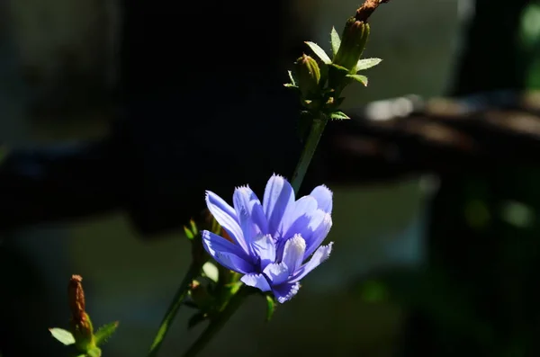 Flores Brilhantes Chicória Fundo Paisagem Verão — Fotografia de Stock