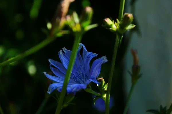 Heldere Bloemen Van Cichorei Achtergrond Van Het Zomerlandschap — Stockfoto