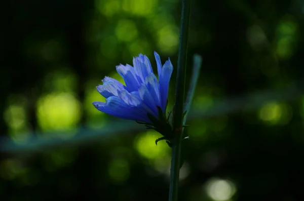 Яркие Цветы Цикория Фоне Летнего Пейзажа — стоковое фото
