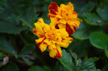 Bahçede Marigold çiçeği (Tagetes erecta, Meksika, Aztek ya da Afrika kadife çiçeği) bulunur. Hindistan karanfilleri. Bahçede açan Marygold