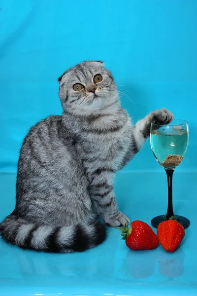 portrait of a striped cat with a glass and strawberries