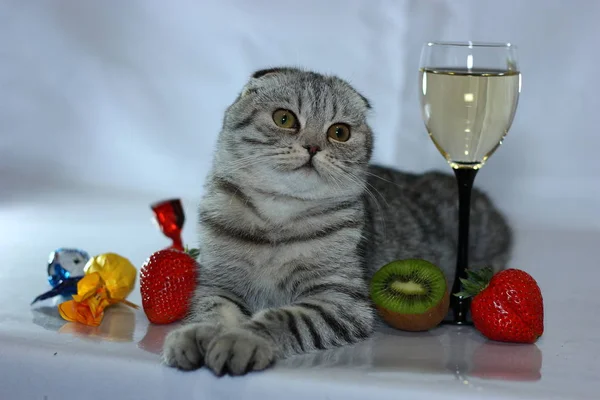 portrait of a striped cat with a glass and strawberries and kiwi