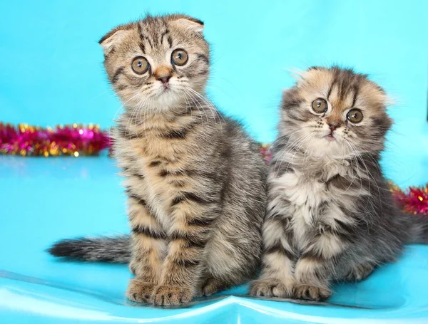 Два Полосатых Котенка Рождественскими Украшениями — стоковое фото
