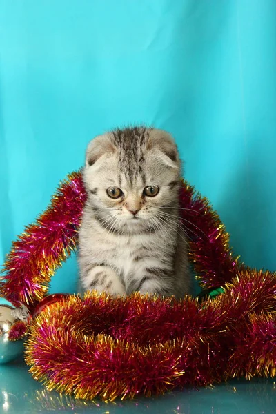 Rozłożony Kociak Boże Narodzenie Zabawki — Zdjęcie stockowe