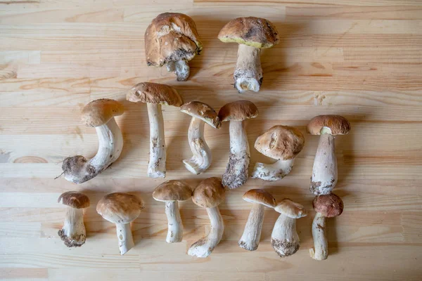 Boletus edius or White mushrooms layed on a wooden board table.