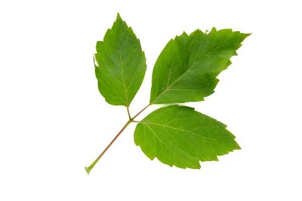 Schachtel Holunder acer negundo Baum Blatt isoliert auf weißem Hintergrund — Stockfoto