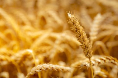 altın buğday tarlası ve güneşli gün backgeound kopya alanı ile