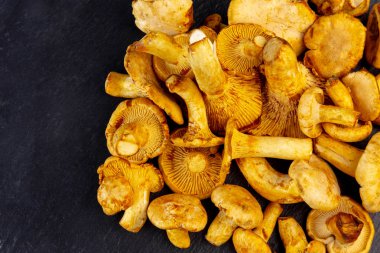 Sarı mantar chanterelle cantharellus cibarius vintage pl