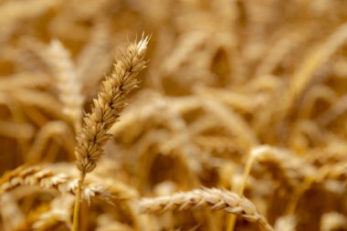 Buğday alan. Altın buğday kulaklarını kapat. Güzel doğa güneş