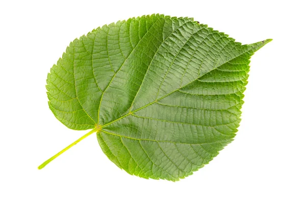 Uma única folha de limoeiro ou tília isolada contra ba branca — Fotografia de Stock