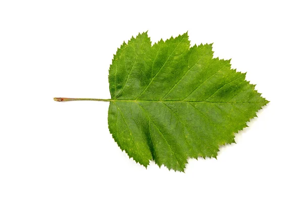 Maibaum, gemeinhin Weißdorn grünes Baumblatt genannt, isoliert auf — Stockfoto