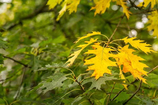 Liścia drzew dębowych zamienił się w żółte wskazując jesienią SE — Zdjęcie stockowe