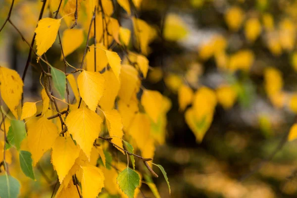 Jesienny żółty brzoza liści liściowych tło z kopią przestrzeni. — Zdjęcie stockowe
