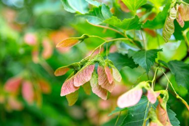 Kırmızı tohumlu Tatar akçaağaç yaz yemyeşil. Arka plan