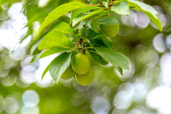 alycha da güzel bok ile bir ağaç dalı üzerinde ağaç-erik denir