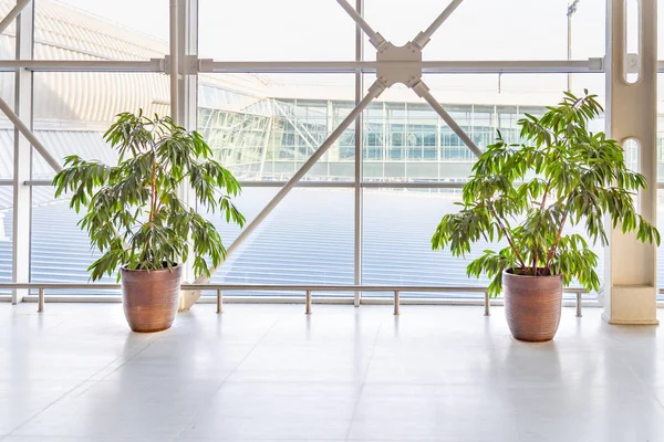Decorative plant trees in pots at the modern airport or office b
