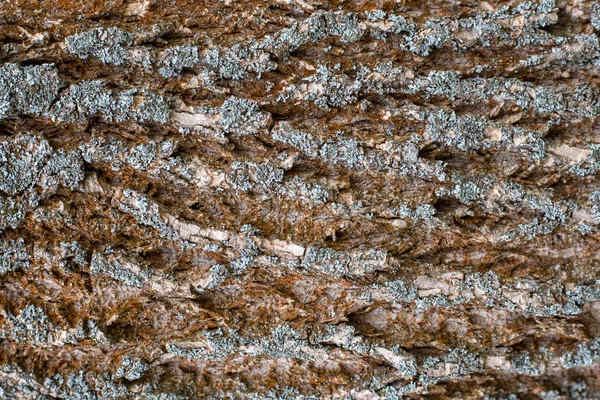 Albero corteccia con muschio texture sfondo orientamento orizzontale — Foto Stock