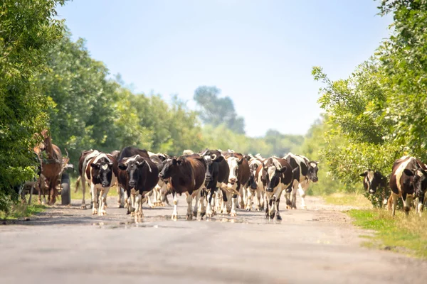 Αγελάδες που περπατούν αγροτικό δρόμο κατά τη διάρκεια της θερμής θερινής μέρας — Φωτογραφία Αρχείου