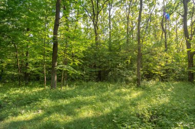 Yeşil yaz ormanı backgroud. Uzun boylu çim ve Tre ile peyzaj