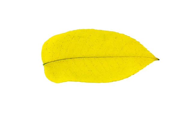 Lasf de castanha de autum amarelo com canta de envelhecimento isolado em branco — Fotografia de Stock