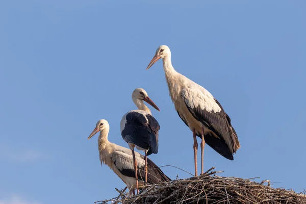 Stork family on a nest. Closeup on three birds with child, fathe