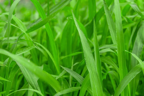 Fond d'herbe verte fraîche. Concept de croissance ou d'augmentation b — Photo