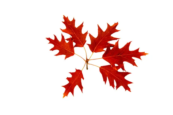 Jesienny czerwony dąb liści z żołędzi na zielonej gałęzi — Zdjęcie stockowe