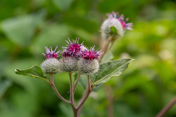 Рыба лопуха Arctium показывает короткие крючки, которые прикрепляют семена к — стоковое фото